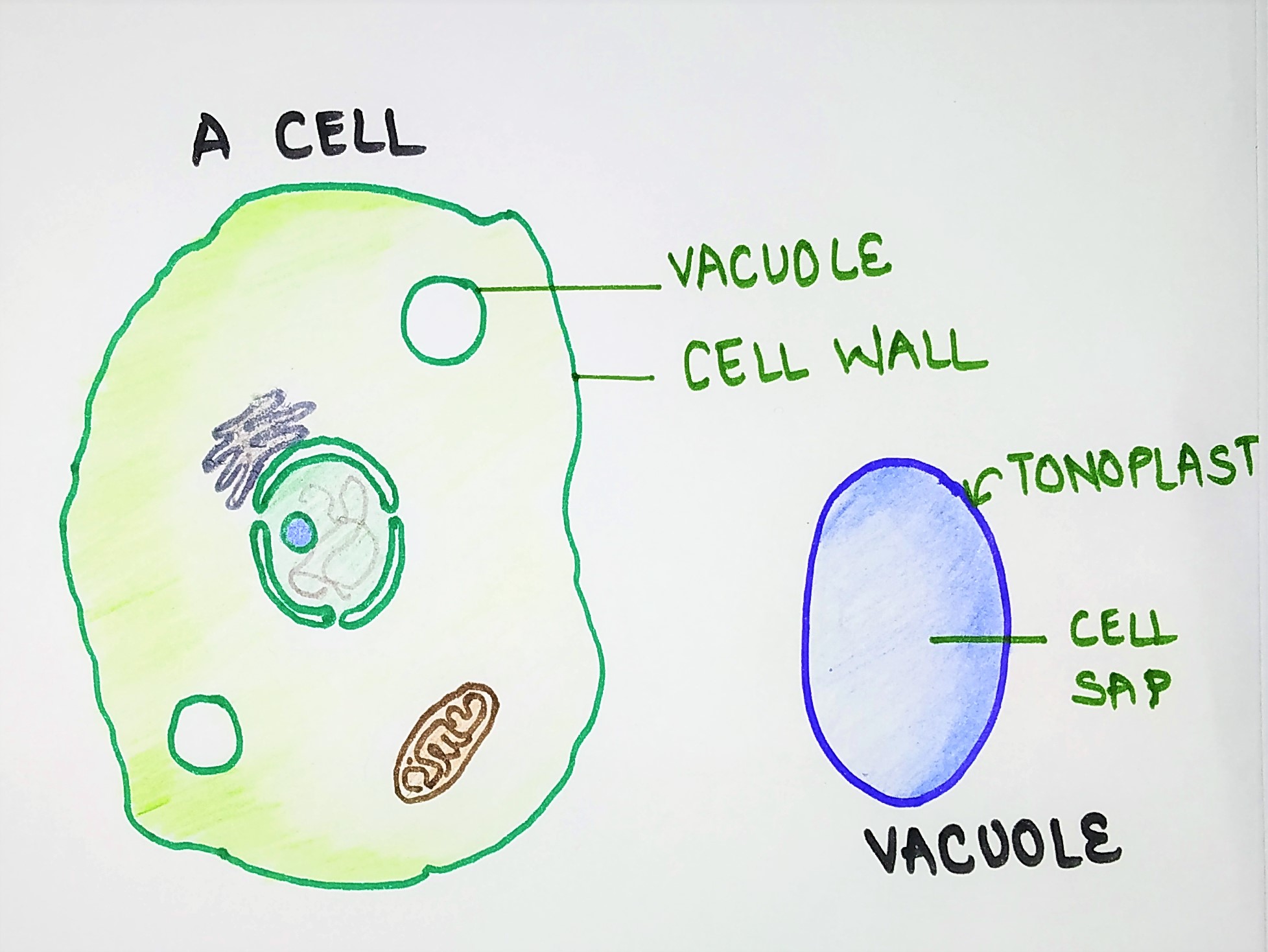 diagram of vacuole