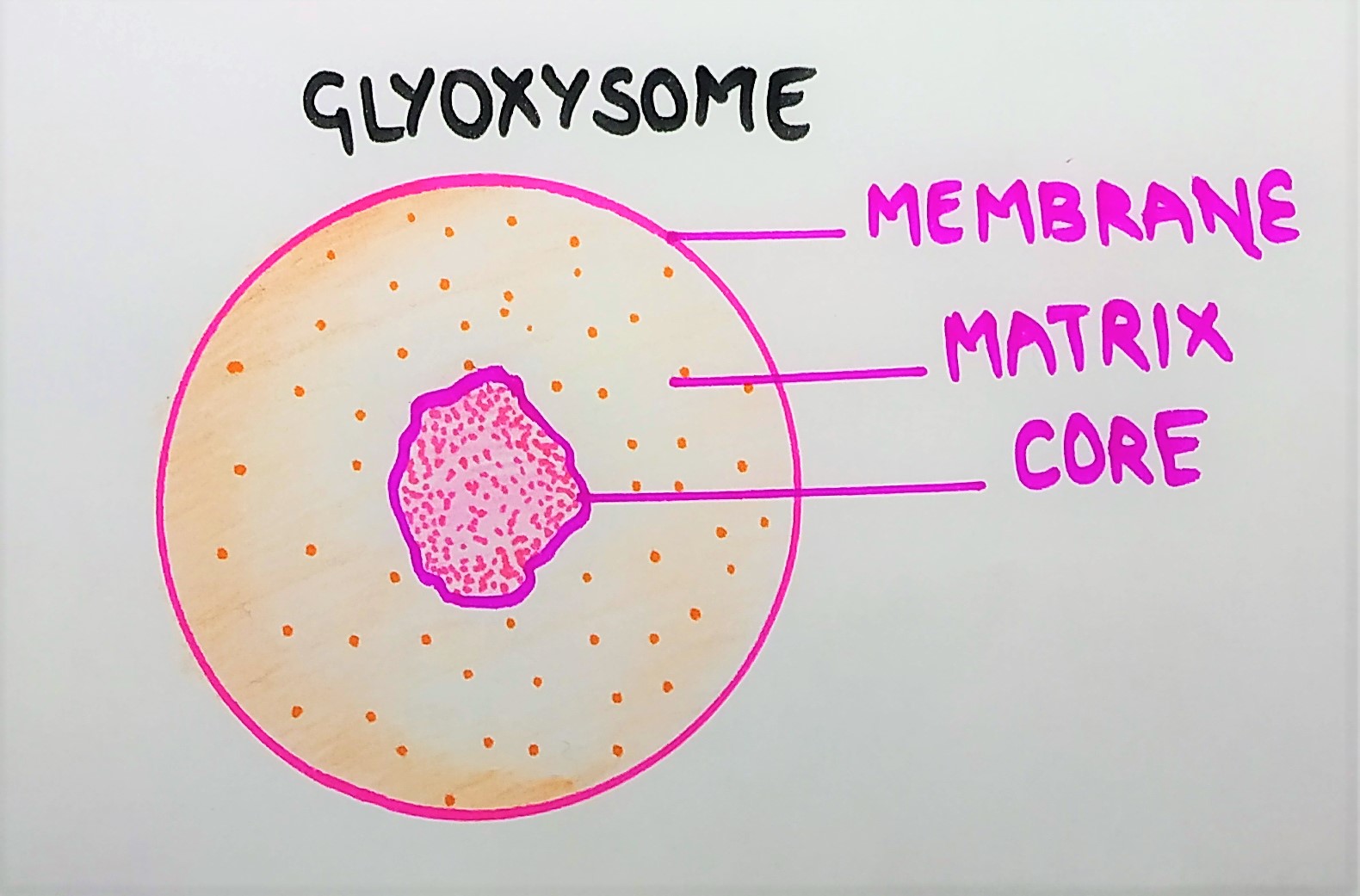 glyoxysome image
