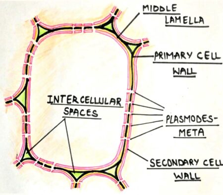 cell wall of a plant cell
