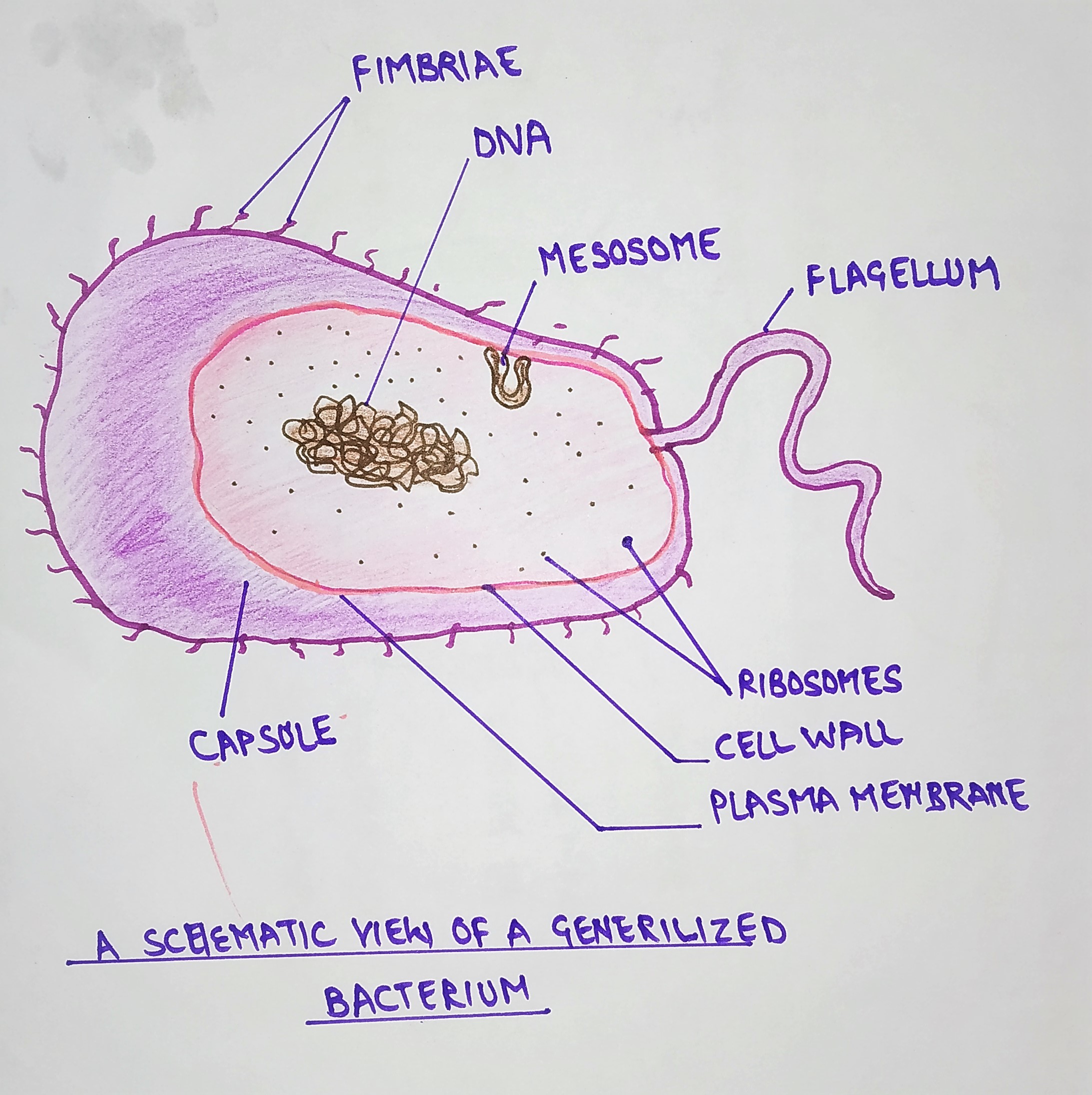 diagram of a bacteria (prokaryote)