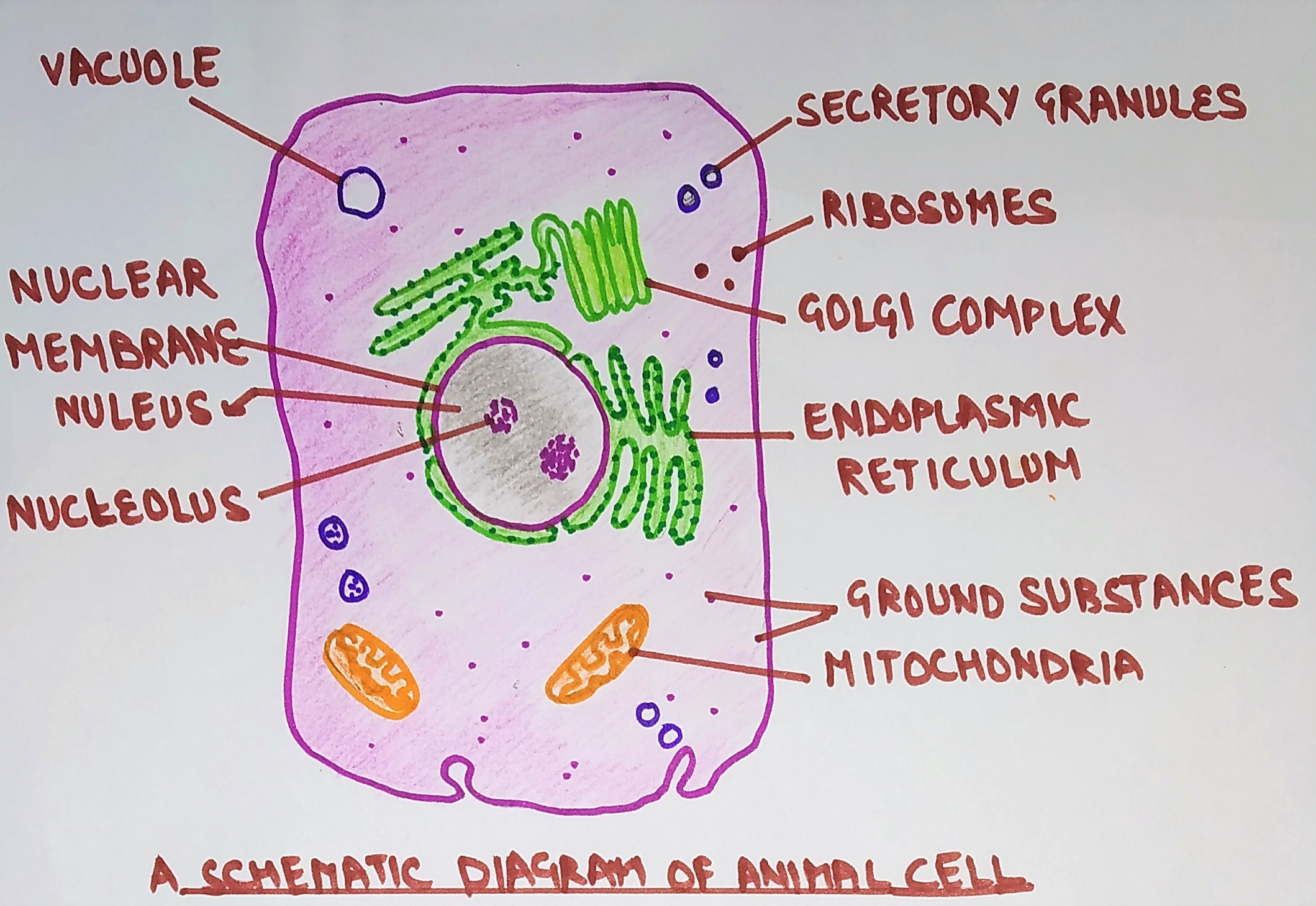 diagram of animal cell (eukaryote)