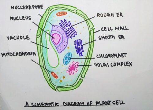 diagram of plant cell