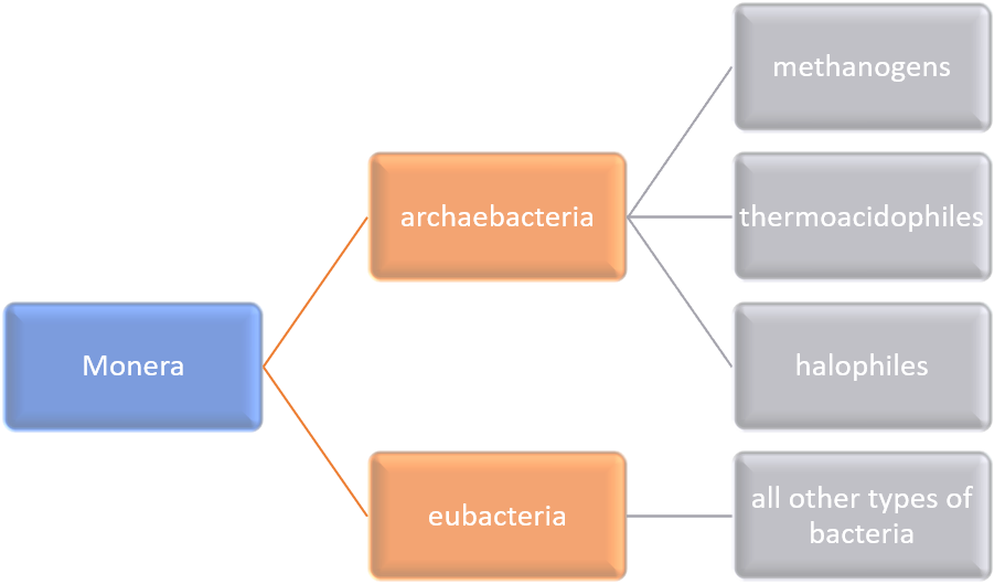 classification of prokaryotes