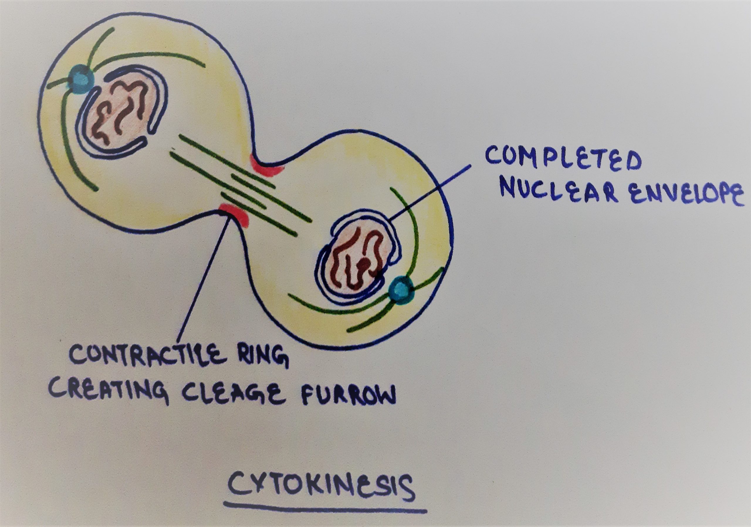 cytokinesis of mitotic cycle