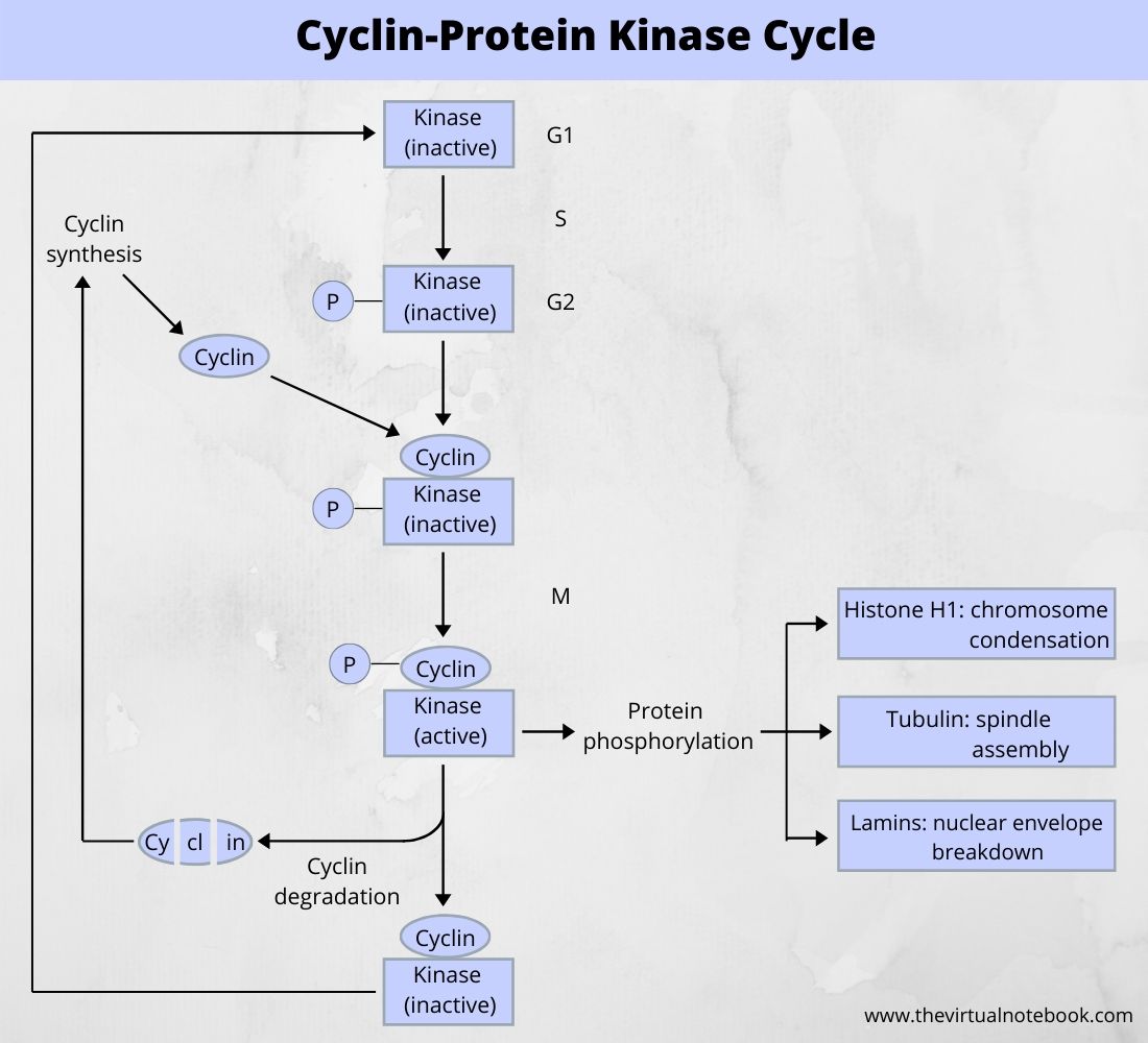 regulation of cell cycle