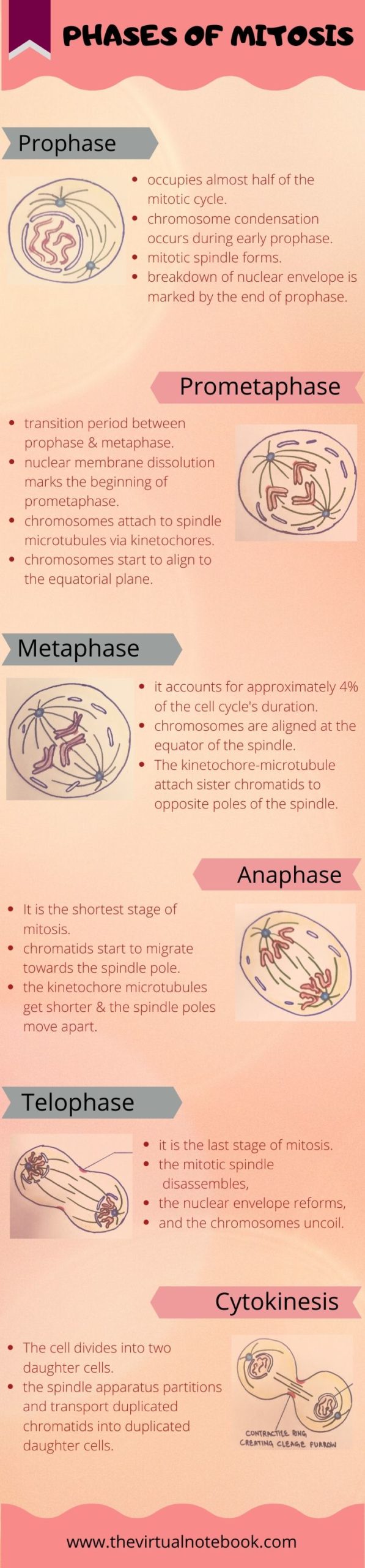 infographic of cell cycle