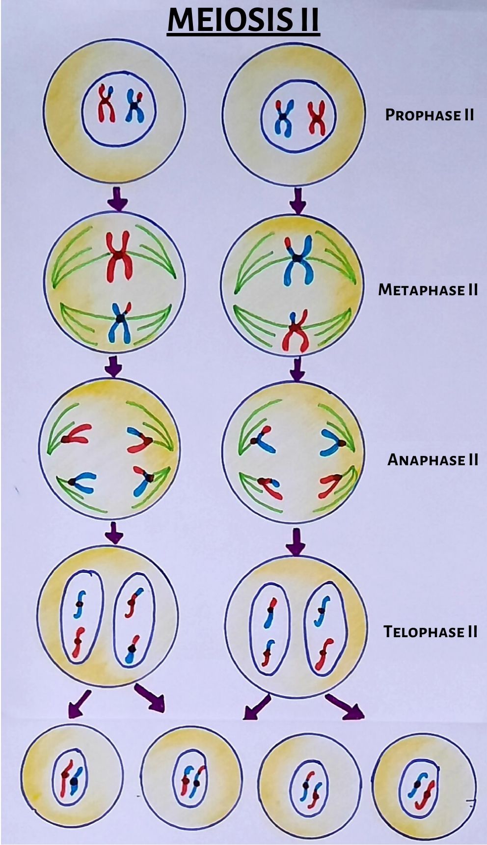 stages of meiosis 20.