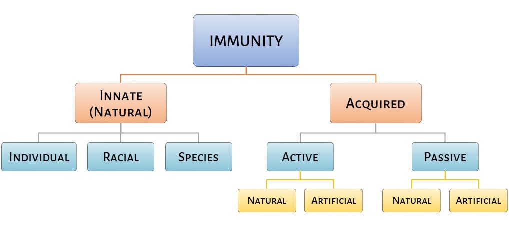  types of immunity