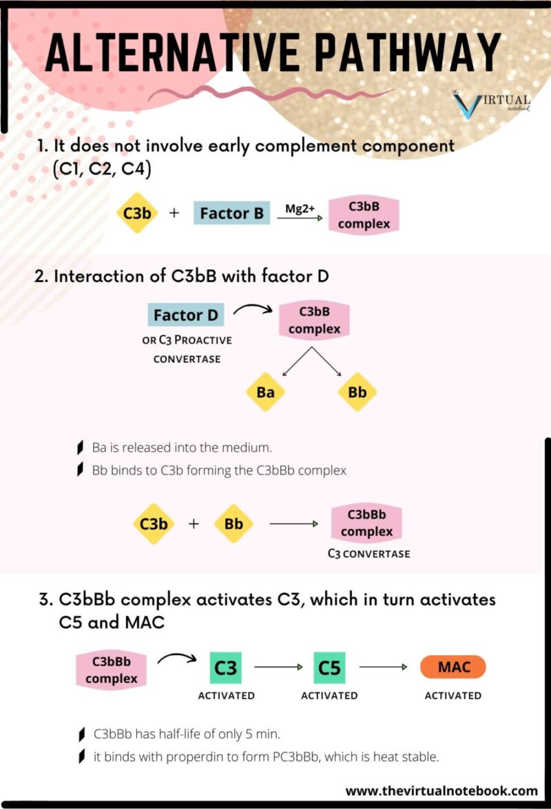 alternative pathway of complement system