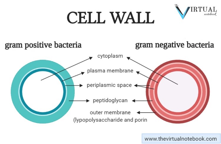cell wall of bacteria