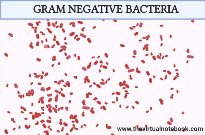 gram negative bacteria