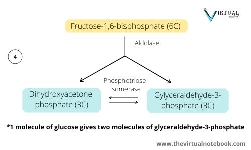 splitting phase of glycolysis