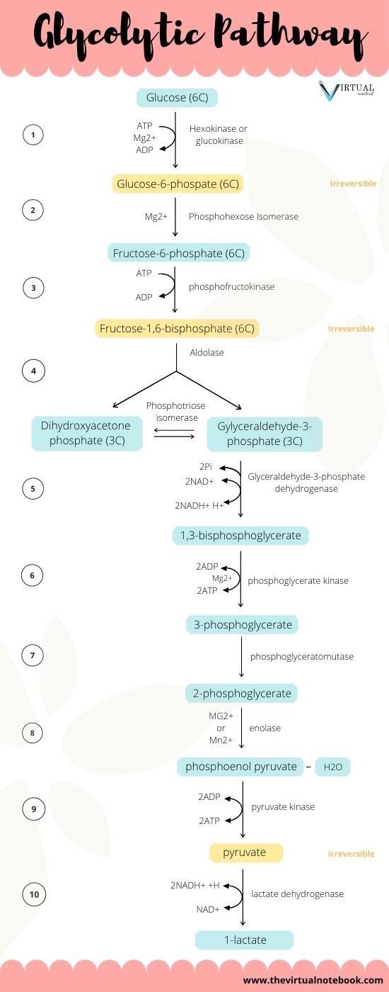 glycolysis diagram