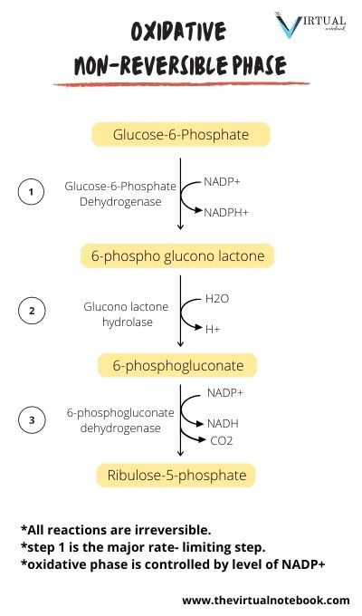 oxidative phase of pentose phosphate pathway