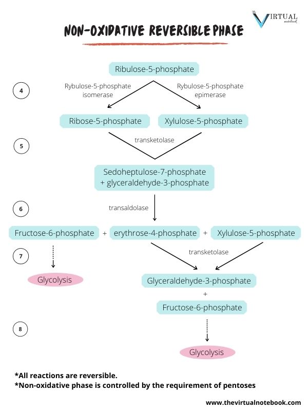 non oxidative phase of pentose phosphate pathway