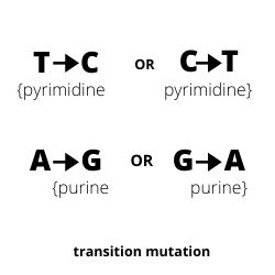 transition mutation example