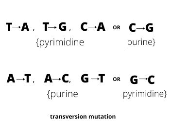 transversion mutation example