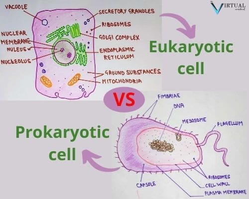 Eukaryotic And Prokaryotic Cells Differences