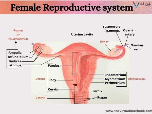 female reproductive system labelled diagram
