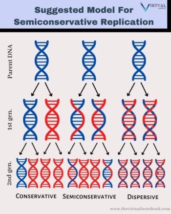 DNA replication is semiconservative