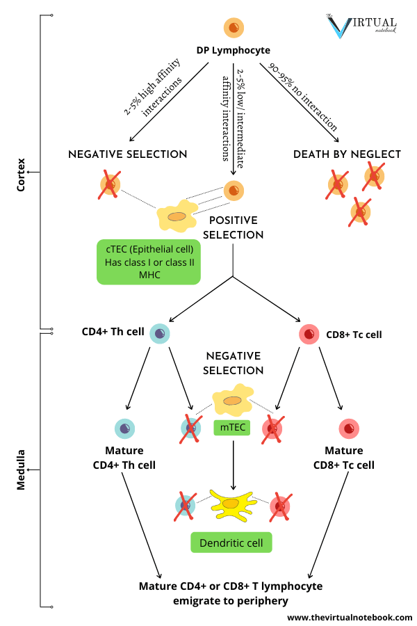 positive and negative selection of thymocyte in thymus