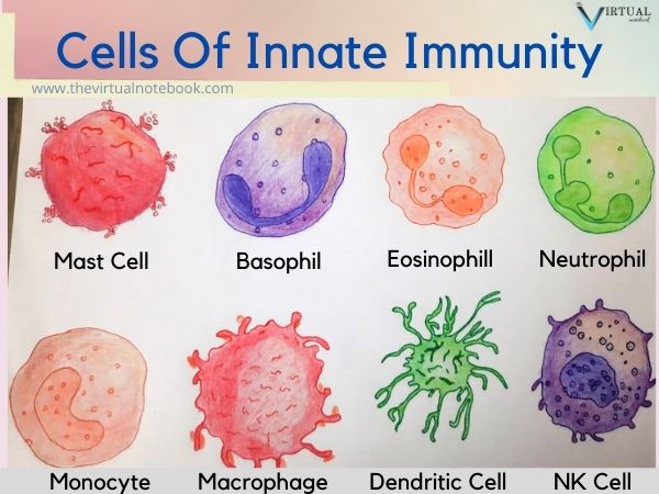 cells of innate immunity