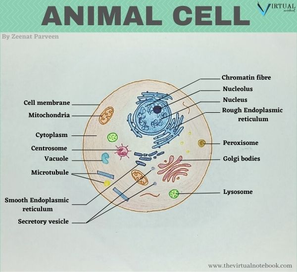 Plant cell VS Animal Cell: similarities, differences - The Virtual Notebook