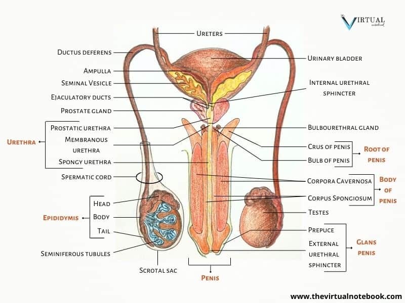 Posterior view of the male reproductive system.