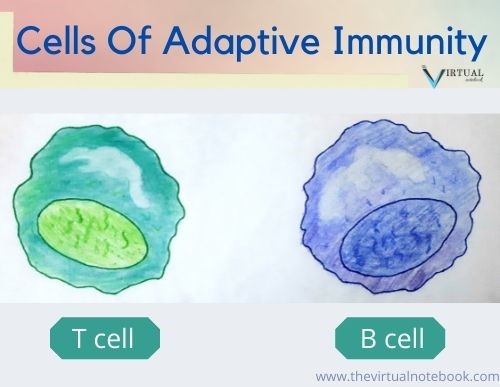 cells of adaptive immunity