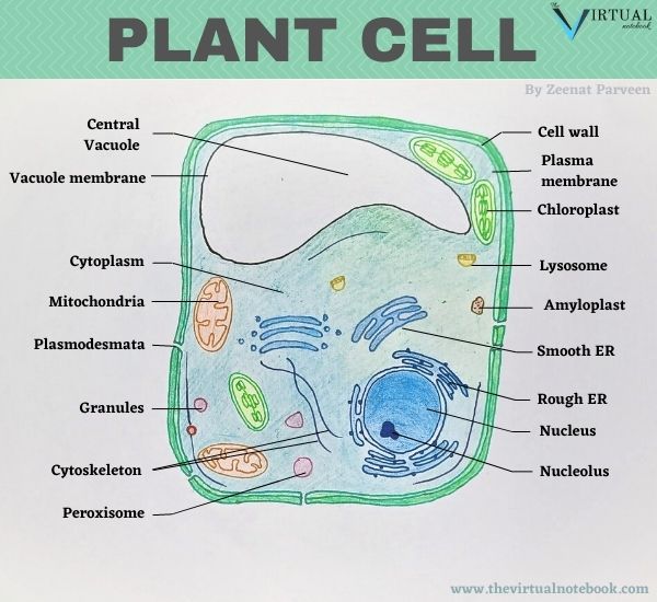 why are plant cells rectangular and animal cells round