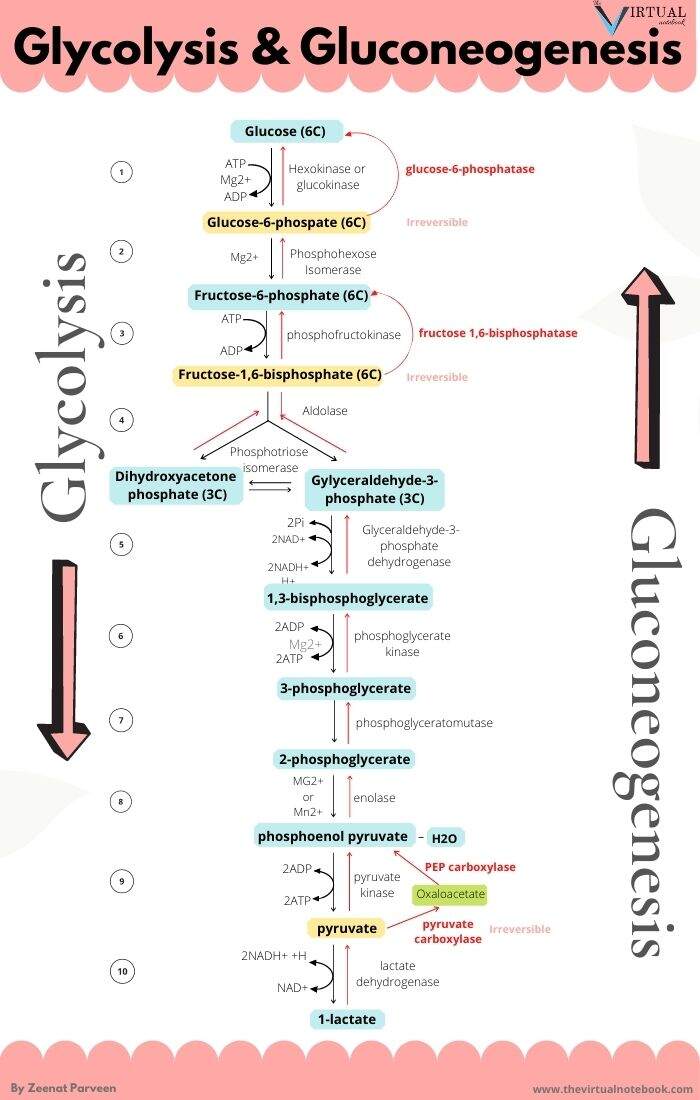 glycolysis vs gluconeogenesis