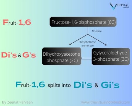 glycolysis mnemonics 2
